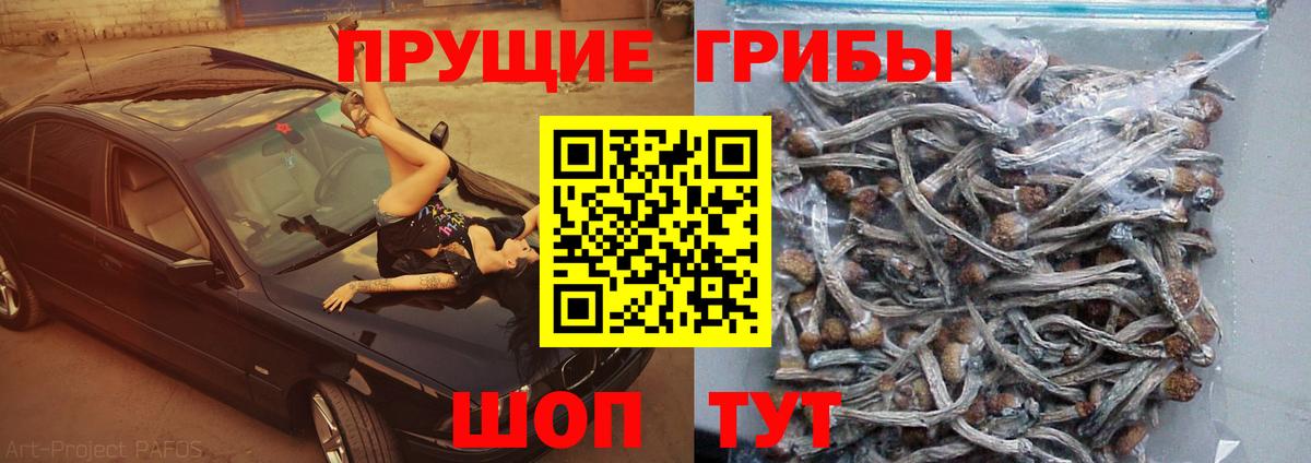 Галлюциногенные грибы Psilocybine cubensis Белореченск